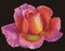 Diamond Dotz Kits - Budding Rose, Partial Drill, Round Dotz, Diamond Painting Kits Flowers, Diamond Art Kit for Adults, Diamond Art Kits for Adults, Diamond Art Flowers, 8.1"x10"